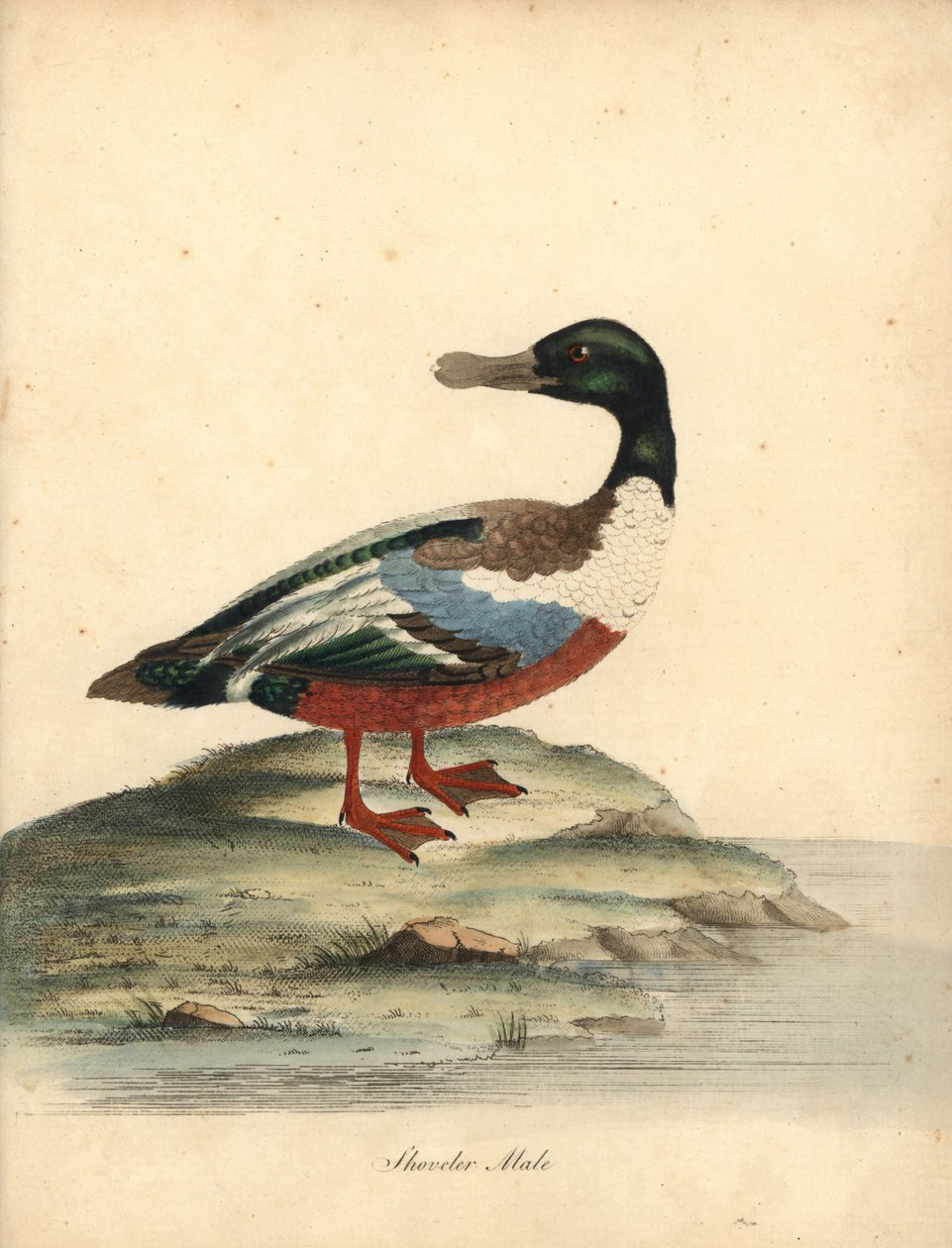Nordlig spade, Anas clypeata, hane. Handfärgad kopparstick av en illustration av William Hayes från Portraits of Rare and Curious Birds from the Menagery of Osterly Park (London: Bulmer av William Hayes