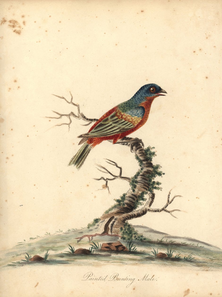 Målad fjärv, Passerina ciris, hane. Nära hotad. Handfärgad kopparstick av en illustration av William Hayes från Portraits of Rare and Curious Birds from the Menagery of Osterly Park (London: Bulmer av William Hayes