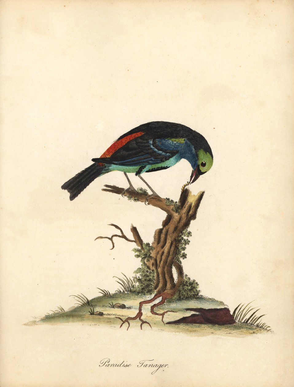 Paradise tanager, Tangara chilensis. (Tanagra tatao) Handfärgad kopparstick av en illustration av William Hayes från Portraits of Rare and Curious Birds from the Menagery of Osterly Park (London: Bulmer av William Hayes