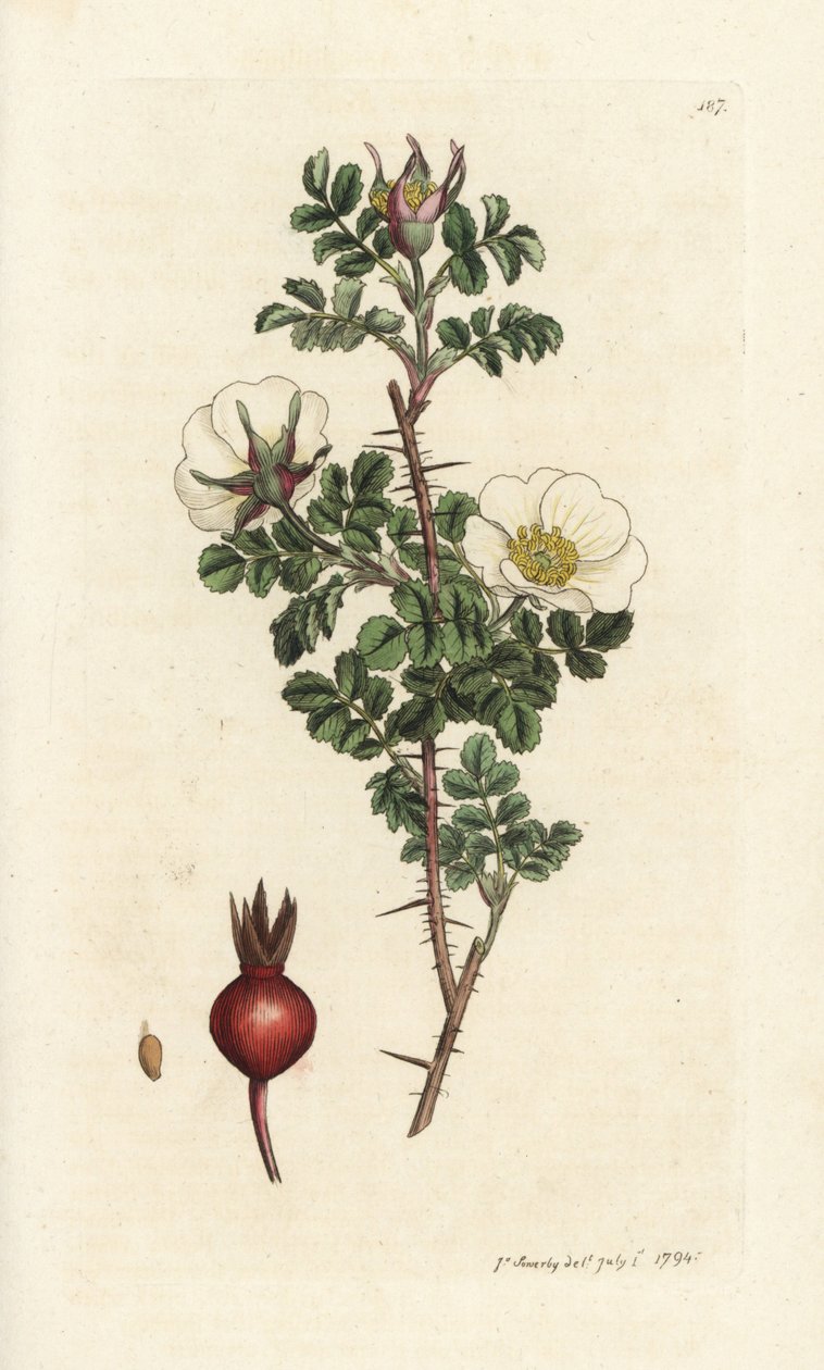 Rosa bål, Rosa spinosissima. Handkolorerad kopparstick av James Sowerby från James Smith