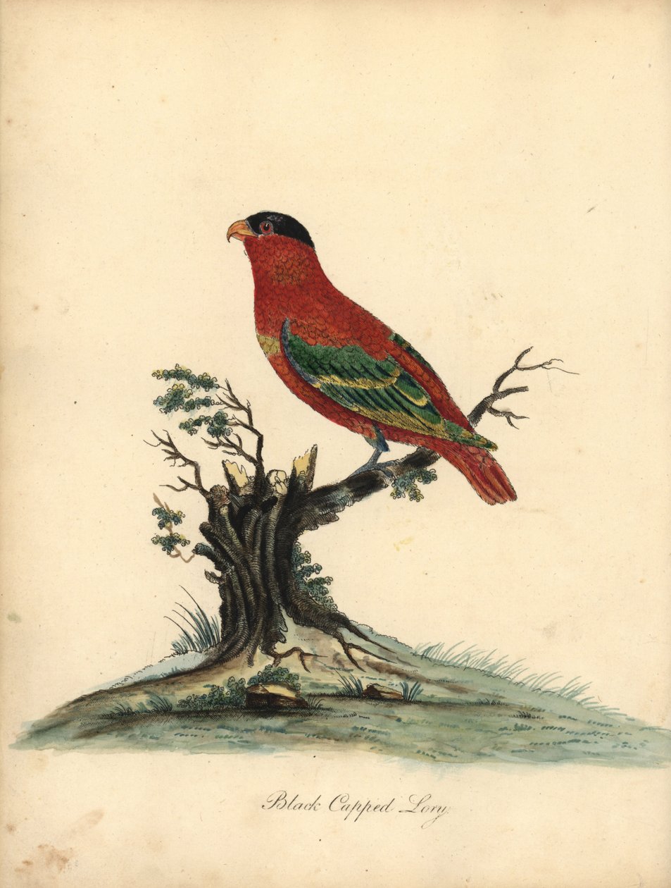 Rennackad lory, Lorius domicella. Utrotningshotad. Svartklädd lory, Psittacus domicilla. Handfärgad kopparstick av en illustration av William Hayes från Portraits of Rare and Curious Birds from the Menagery of Osterly Park (London: Bulmer av William Hayes