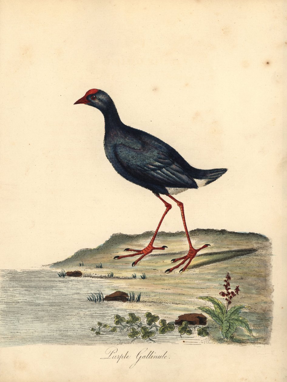 Lila träsk, Porphyrio porphyrio. (Purple gallinule, Fulica porphyrio) Handfärgad kopparstick av en illustration av William Hayes från Portraits of Rare and Curious Birds from the Menagery of Osterly Park (London: Bulmer av William Hayes