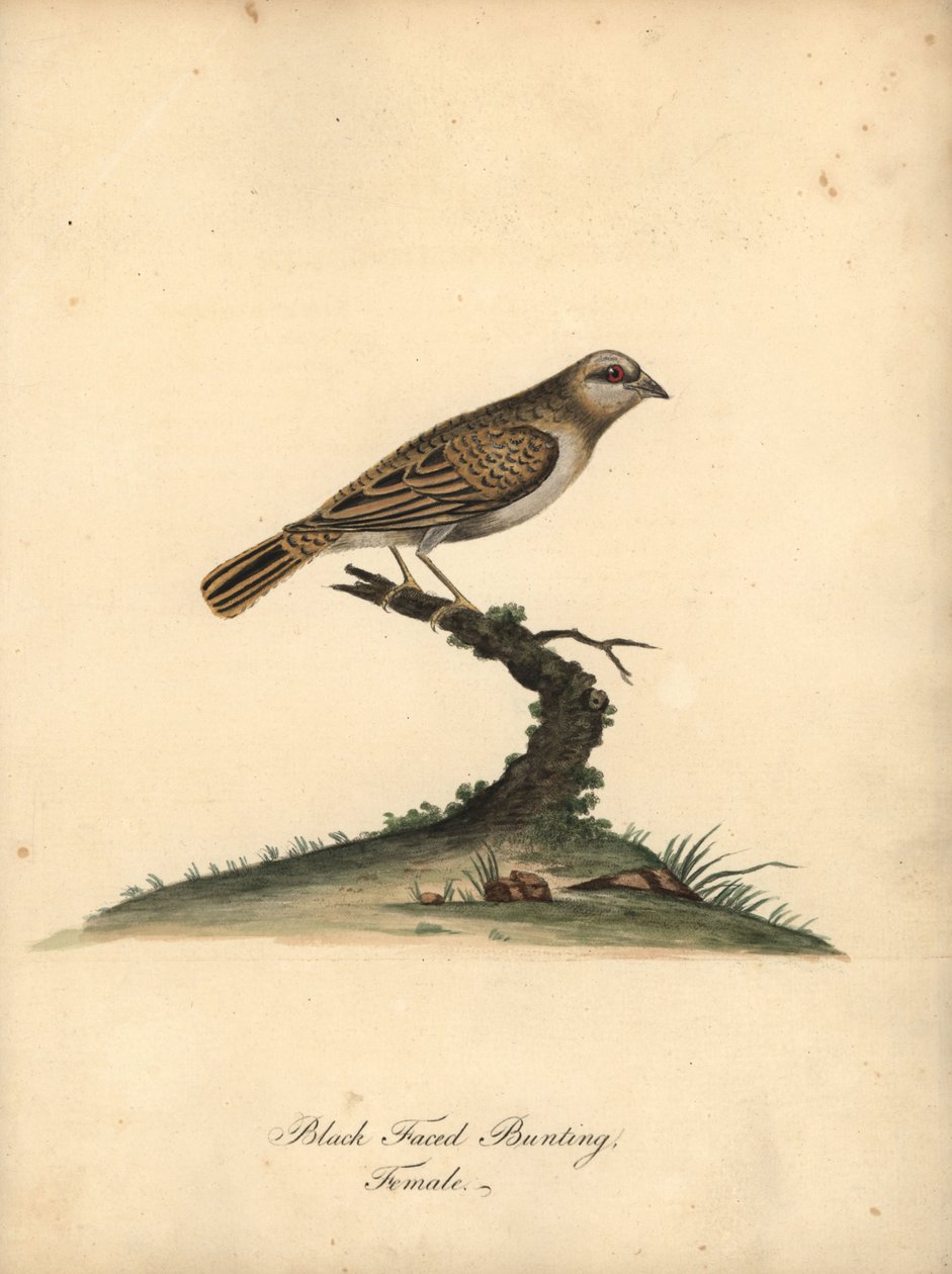 Rödnäbbad quelea, Quelea quelea, hona. (Black-faced bunting, Embereza quelea) Handfärgad kopparstick av en illustration av William Hayes från Portraits of Rare and Curious Birds from the Menagery of Osterly Park (London: Bulmer av William Hayes