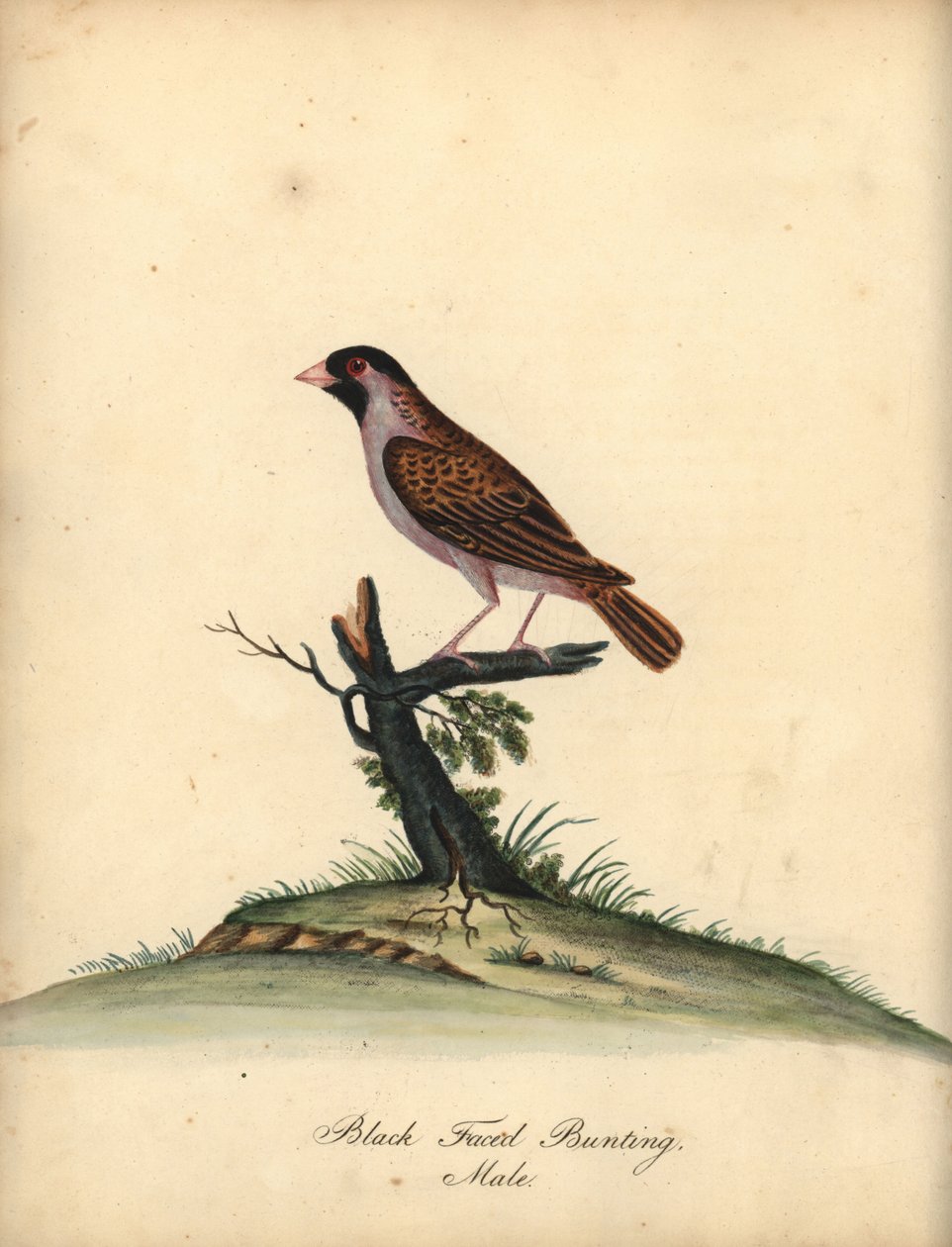 Rödnäbbad quelea, Quelea quelea, hane. (Black-faced bunting, Embereza quelea) Handfärgad kopparstick av en illustration av William Hayes från Portraits of Rare and Curious Birds from the Menagery of Osterly Park (London: Bulmer av William Hayes