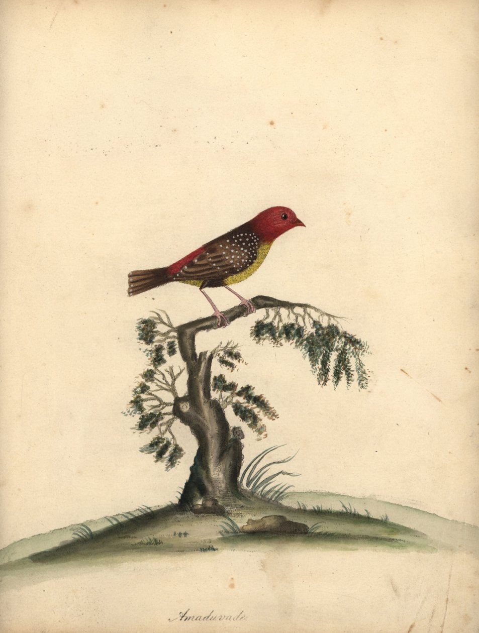 Röd avadavat, Amandava amandava. (Amaduvade, Fringilla amandava) Handfärgad kopparstick av en illustration av William Hayes från Portraits of Rare and Curious Birds from the Menagery of Osterly Park. av William Hayes