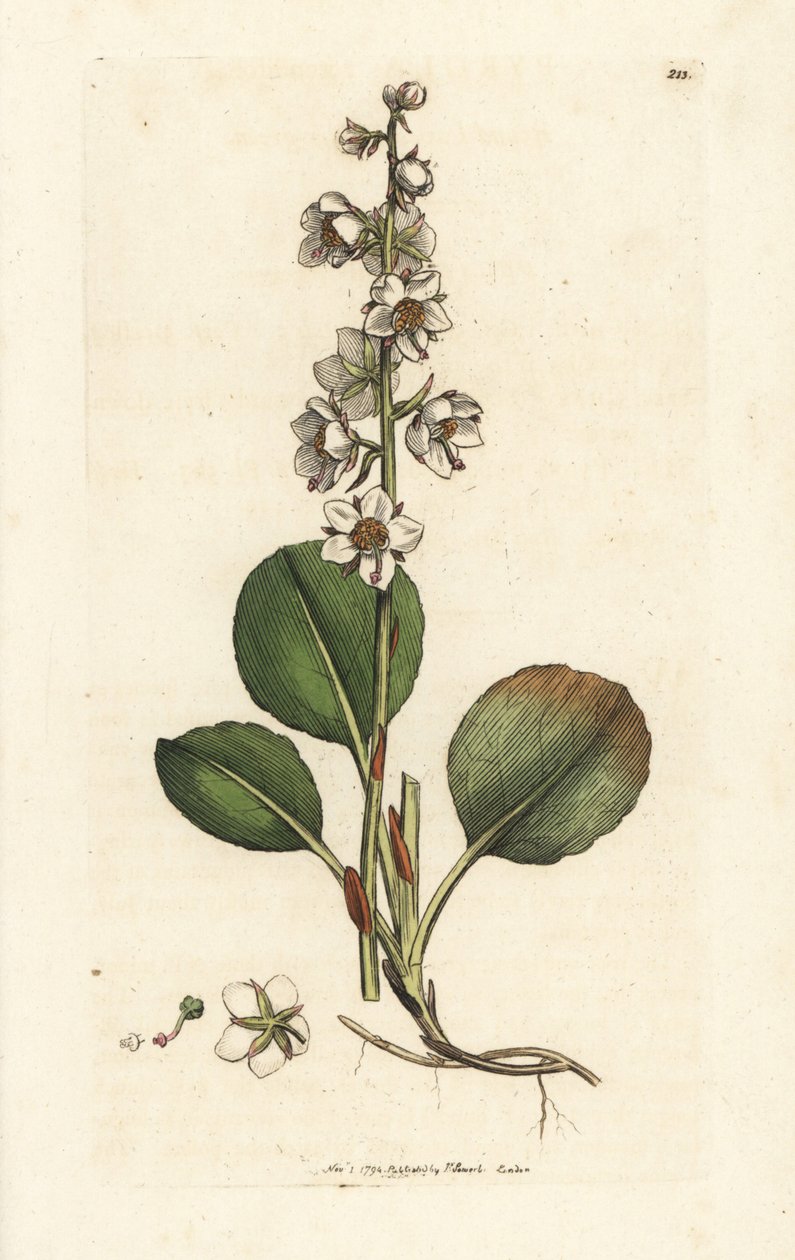 Rundbladig vintergrön, Pyrola rotundifolia. Handkolorerad kopparstick av James Sowerby från James Smith