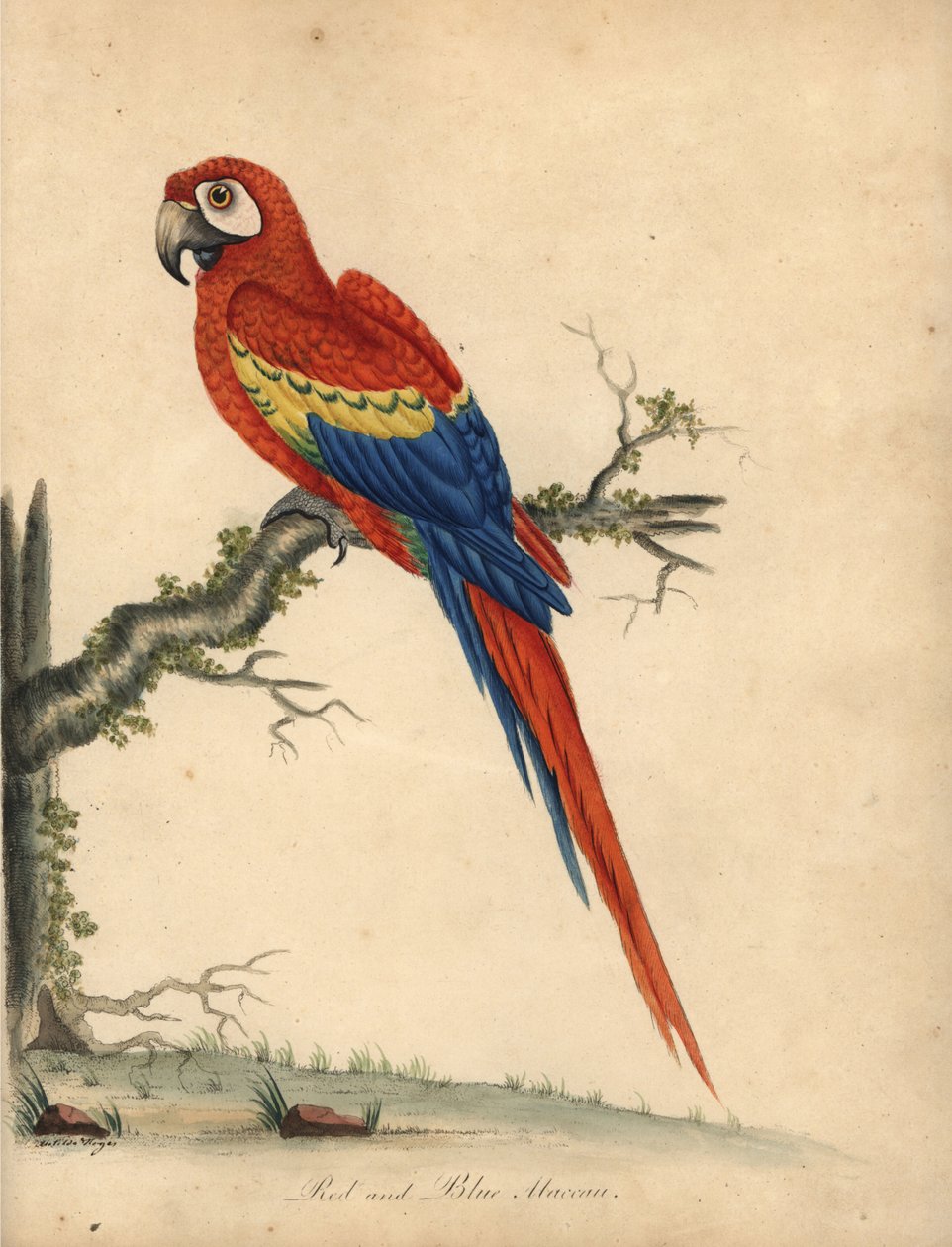 Scarlet ara, Ara macao. (Röd och blå ara, Psittacus macao) Handfärgad kopparstick av en illustration av William Hayes och hans dotter Matilda från William Hayes