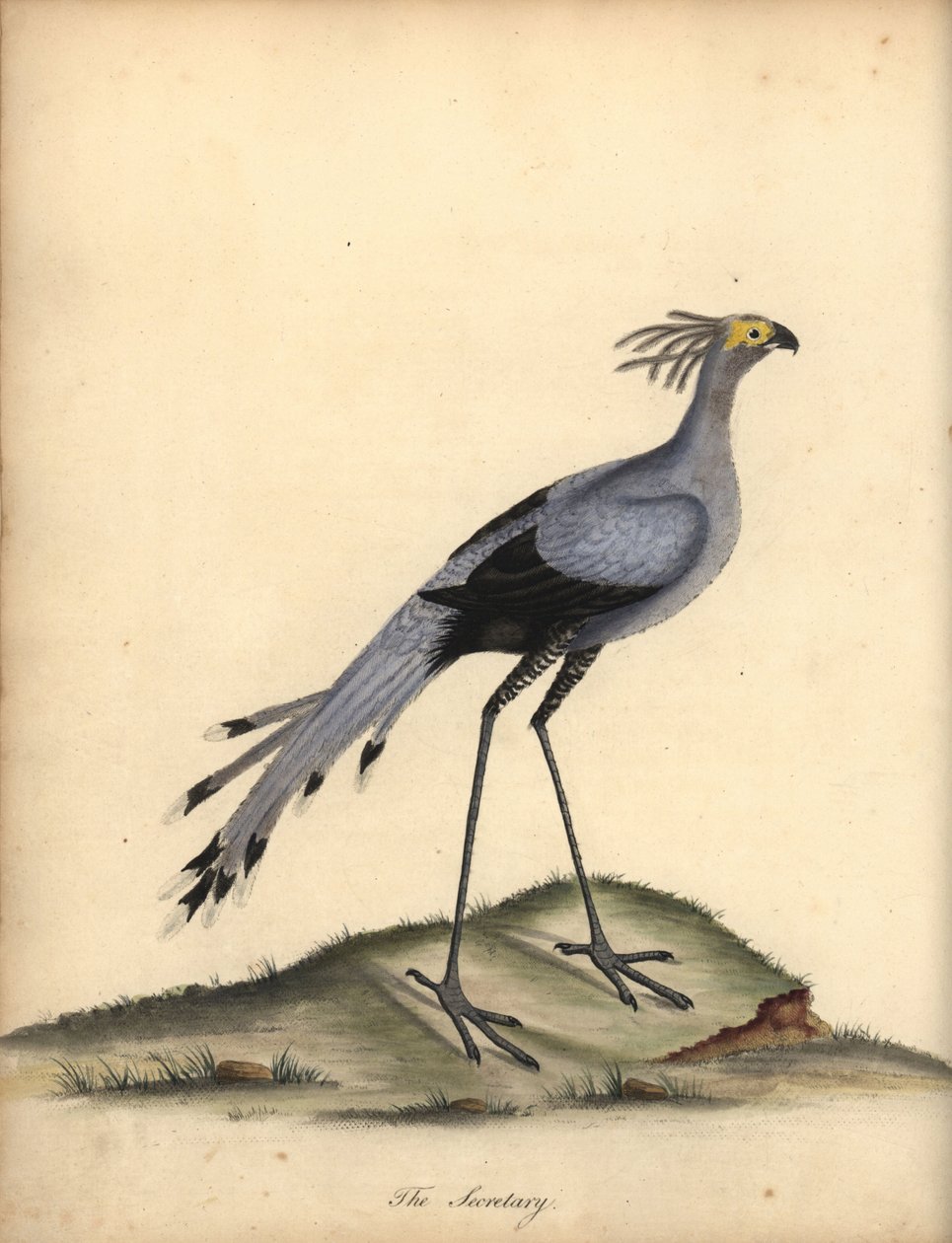 Secretarybird, Skytten serpentarius. Sårbar. (Falco serpentarius) Handfärgad kopparstick av en illustration av William Hayes från Portraits of Rare and Curious Birds from the Menagery of Osterly Park. av William Hayes