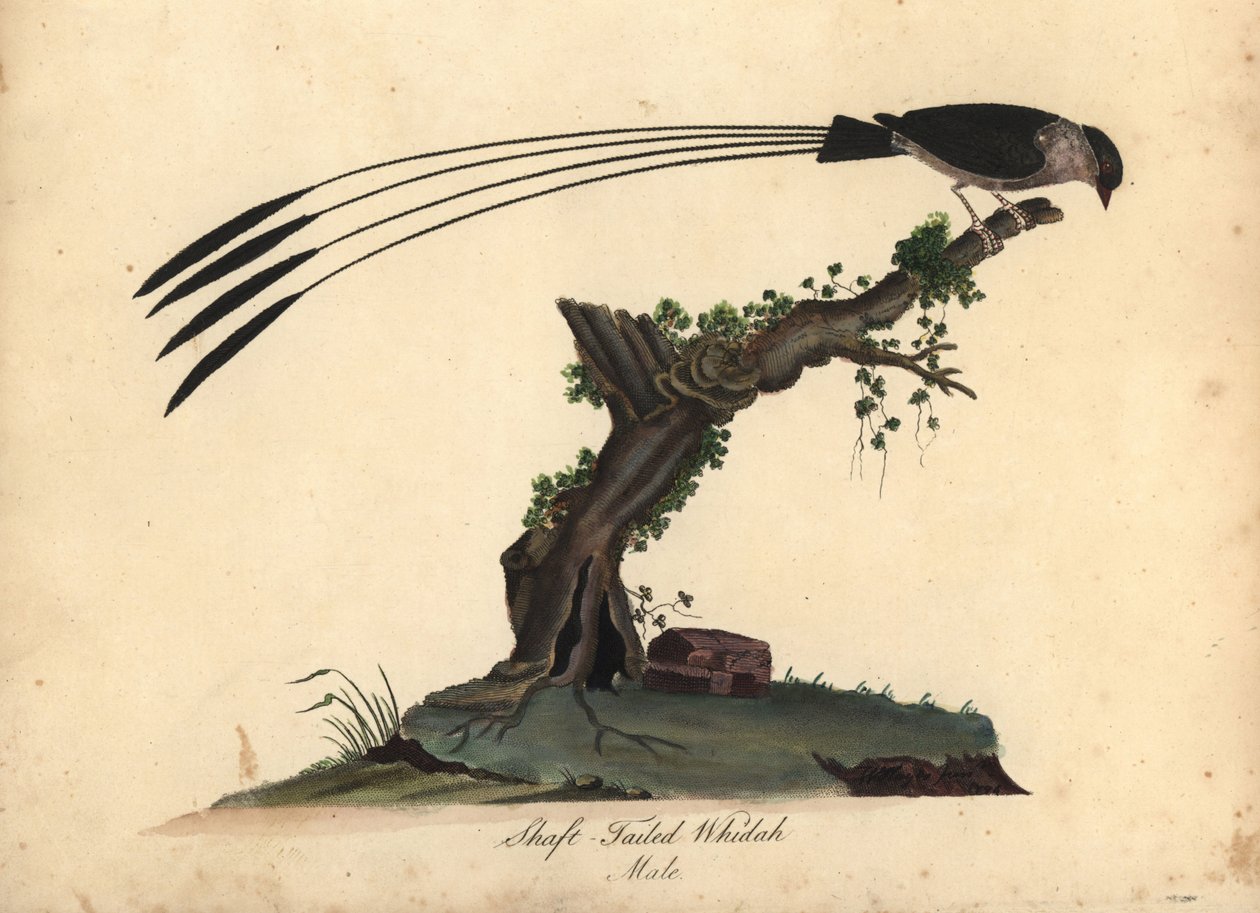 Skaftstjärtad whydah, Vidua regia. (Shaft-tailed whidah, Emberiza regia) Handfärgad kopparstick av en illustration av William Hayes och hans dotter M (Matilda) från Portraits of Rare and Curious Birds from the Menagery of Osterly Park, London: av William Hayes
