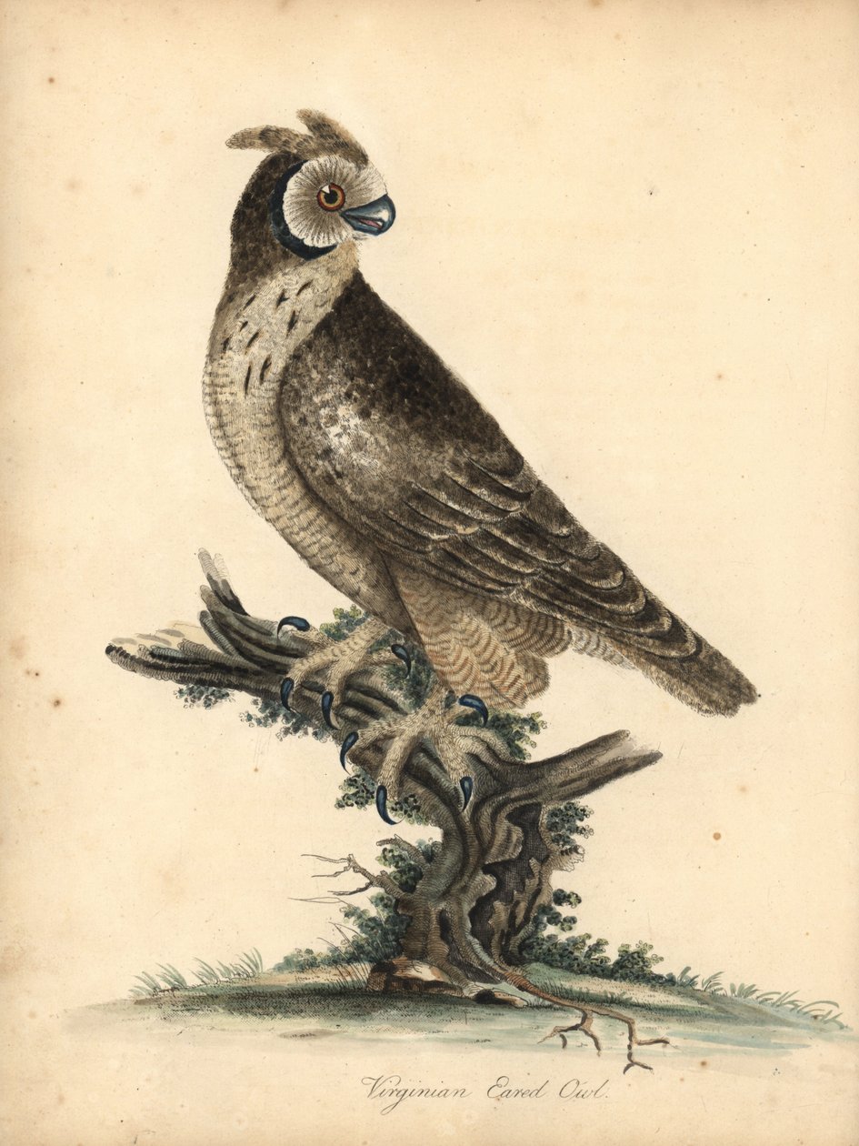 Kortöra, Asio flammeus. (Virginian eared owl) Handfärgad kopparstick av en illustration av William Hayes och hans dotter M (Matilda) från Portraits of Rare and Curious Birds from the Menagery of Osterly Park, London: Bulmer av William Hayes