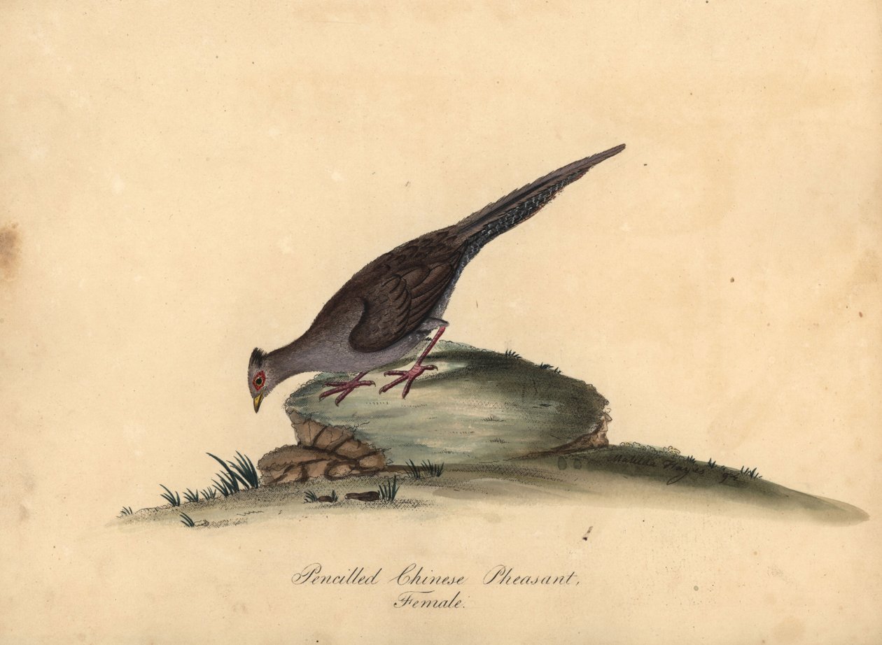 Silverfasan, Lophura nycthemera, hona. (Pencilled kinesisk fasan, Phasianus nycthemerus) Handfärgad kopparstick av en illustration Matilda Hayes från William Hayes