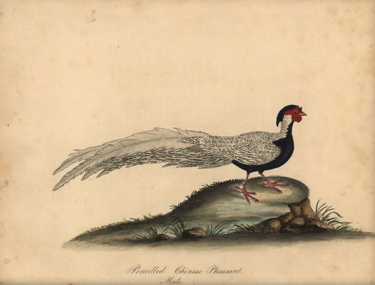 Silverfasan, Lophura nycthemera, hane. (Pencilled kinesisk fasan, Phasianus nycthemerus) Handfärgad kopparstick av en illustration av C. Hayes från William Hayes