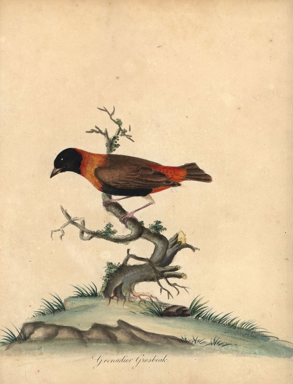 Södra röd biskop, Euplectes orix. (Grenadier grosbeak, Loxia orix) Handfärgad kopparstick av en illustration av William Hayes från Portraits of Rare and Curious Birds from the Menagery of Osterly Park, London: Bulmer av William Hayes