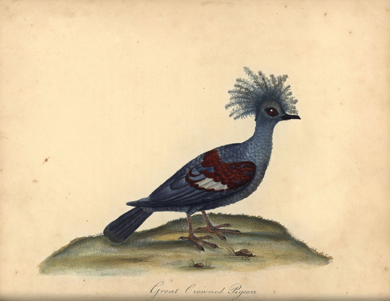 Västkrönt duva, Goura cristata. (Stor krönt indisk duva, Columba coronata). Sårbar. Handfärgad kopparstick av en illustration av William Hayes från Portraits of Rare and Curious Birds from the Menagery of Osterly Park (London: av William Hayes