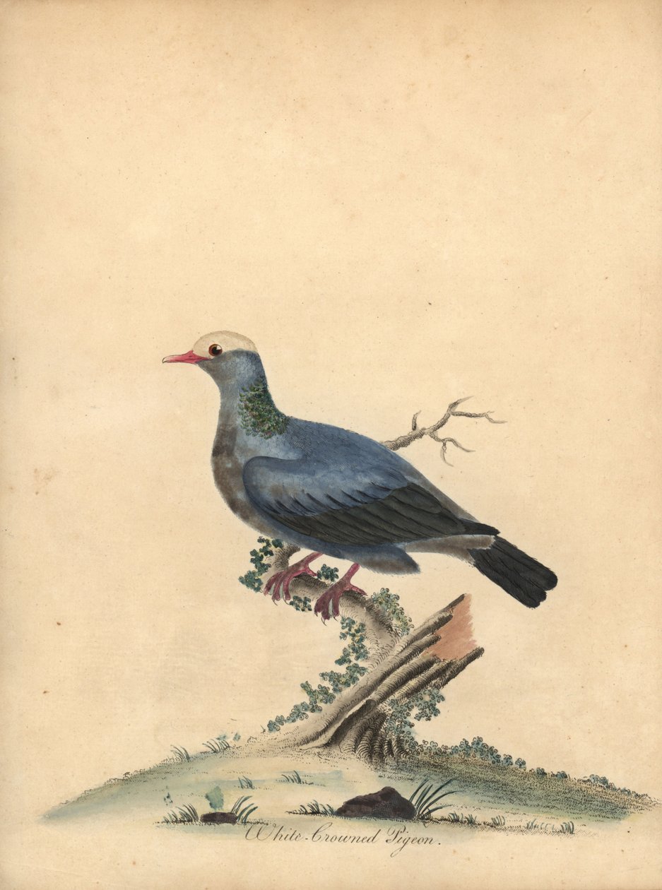 Vitkrönt duva, Patagioenas leucocephala. Nära hotad. (Columba leucocephala) Handfärgad kopparstick av en illustration av William Hayes från Portraits of Rare and Curious Birds from the Menagery of Osterly Park. av William Hayes