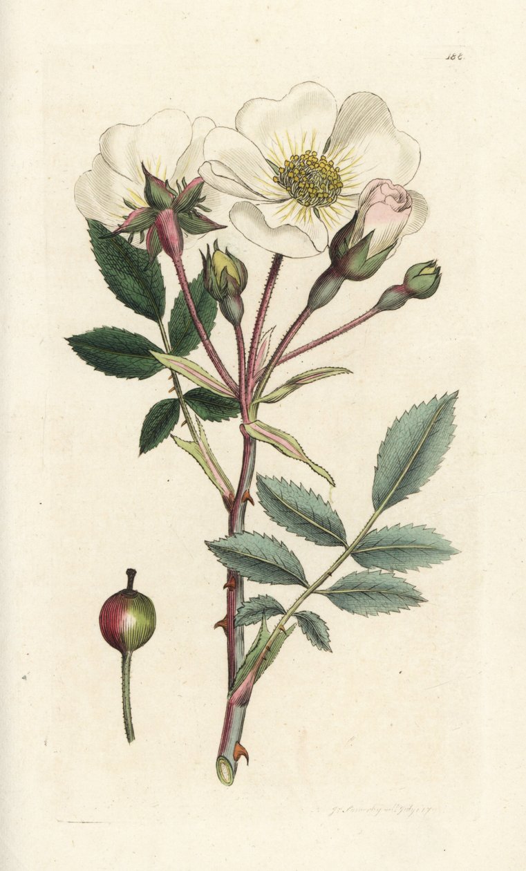 Vit hundros, Rosa arvensis. Handkolorerad kopparstick av James Sowerby från James Smith