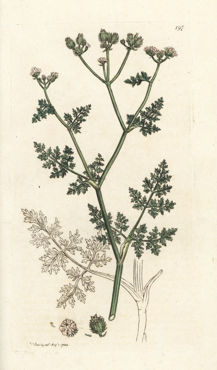 Vit spetsblomma, Orlaya grandiflora (Små caucalis eller basardpersilja, Caucalis daucoides). Handkolorerad kopparstick av James Sowerby från James Smith
