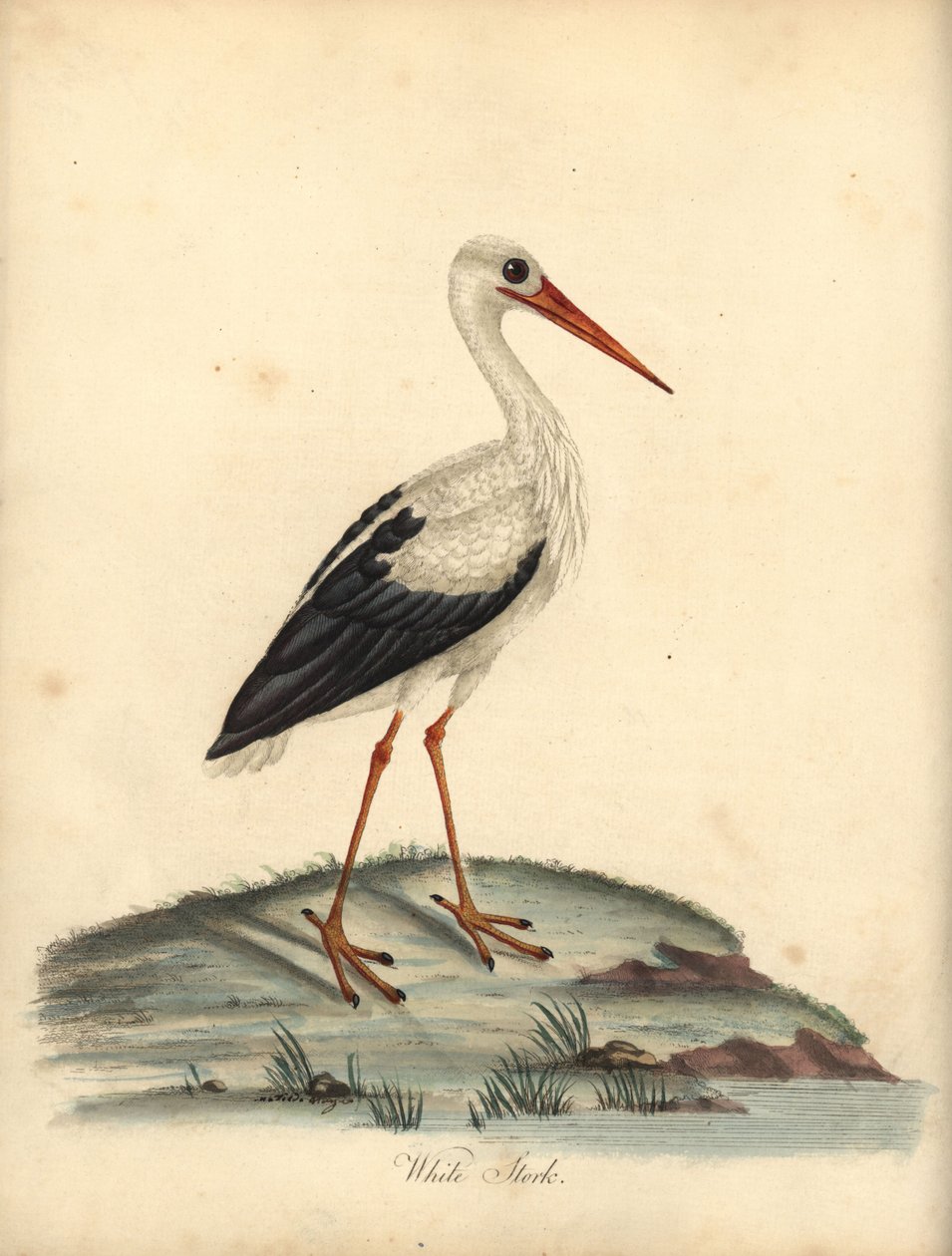 Vit stork, Ciconia ciconia. (Ardea ciconia) Handfärgad kopparstick av en illustration av William Hayes och Matilda Hayes från William Hayes