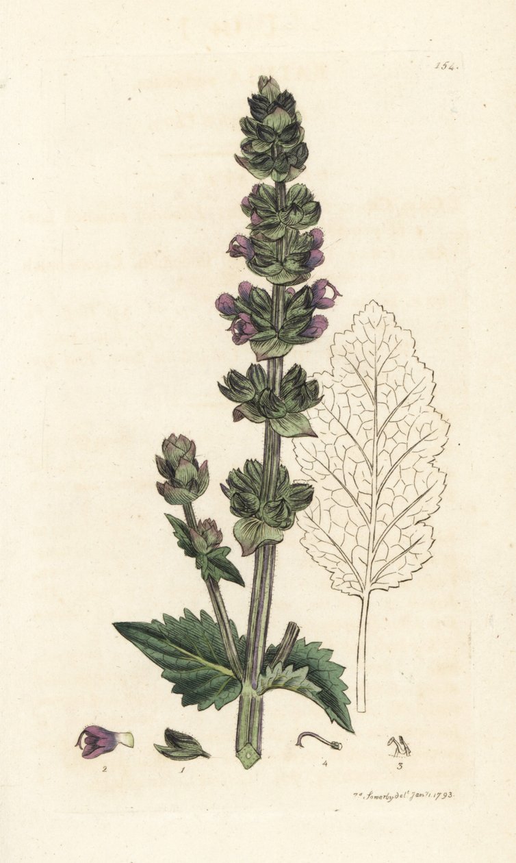 Vild engelsk clary, Salvia verbenaca. Handkolorerad kopparstick av James Sowerby från James Smith