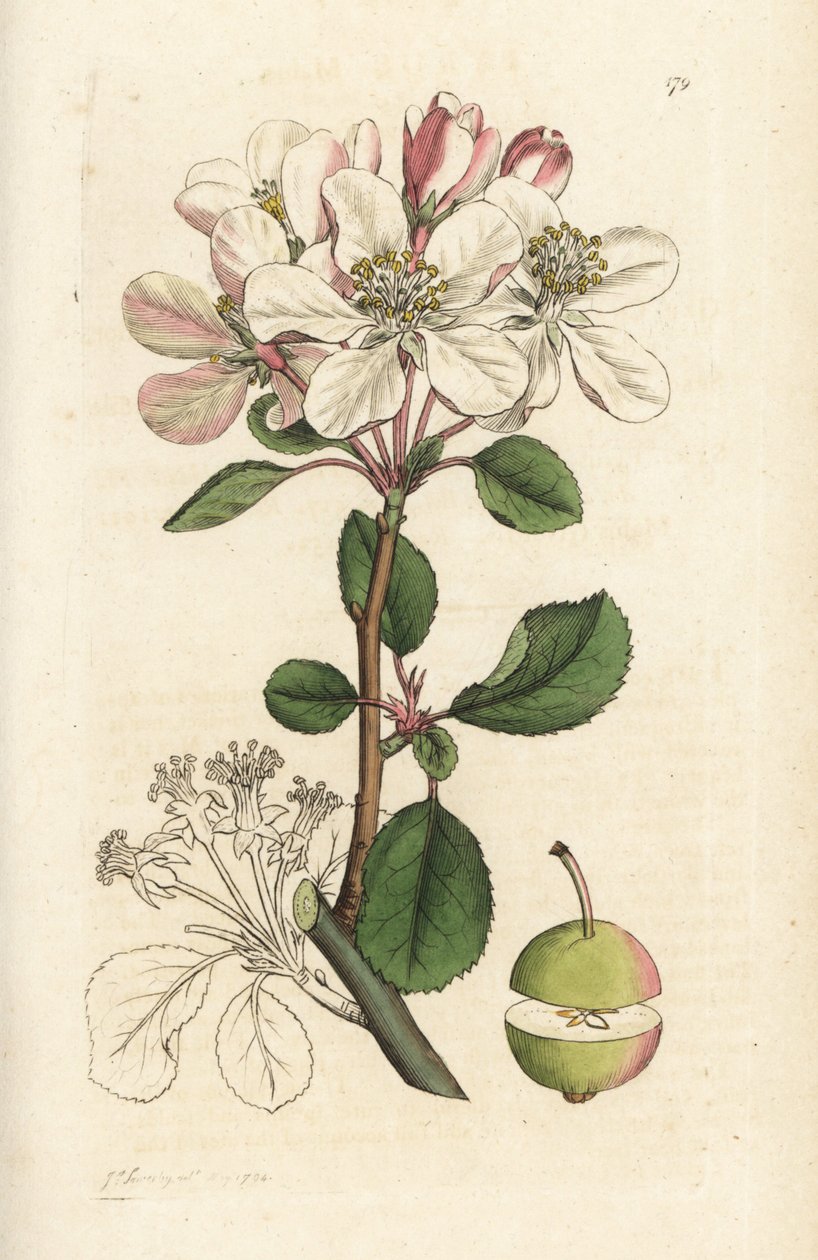 Vilda äpple eller krabbträd, Malus domestica (Pyrus malus). Handkolorerad kopparstick av James Sowerby från James Smith