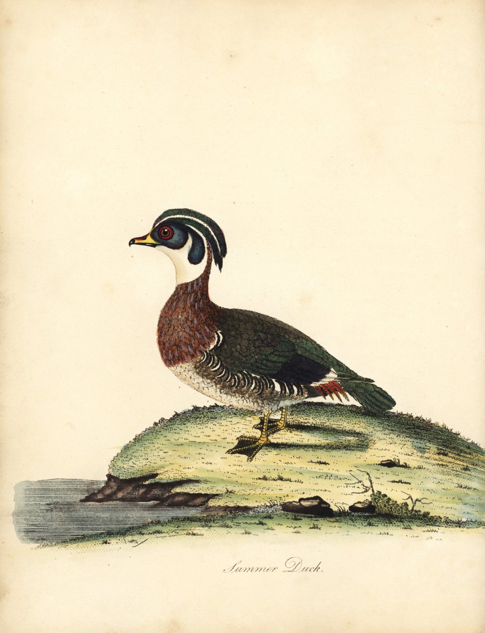 Vedanka, Aix sponsa. (Sommaranka, Anas sponsa.) Handfärgad kopparstick av en illustration av William Hayes från Portraits of Rare and Curious Birds from the Menagery of Osterly Park (London: Bulmer av William Hayes