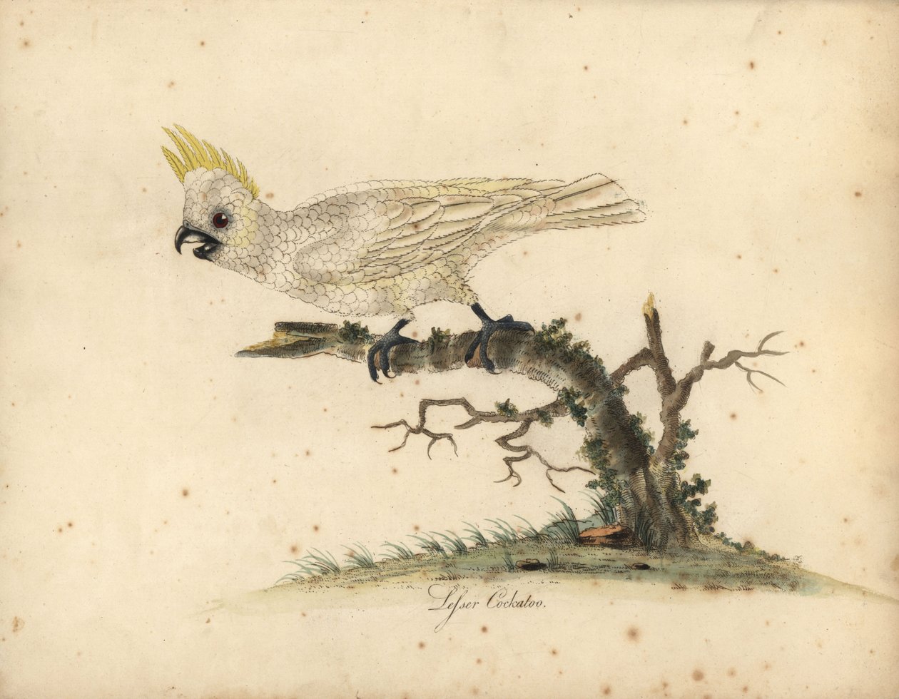 Gulkrönt kakadua, Cacatua sulphurea Kritiskt hotad. (Mindre vit kakadua) Handfärgad kopparstick av en illustration av William Hayes från Portraits of Rare and Curious Birds from the Menagery of Osterly Park. av William Hayes