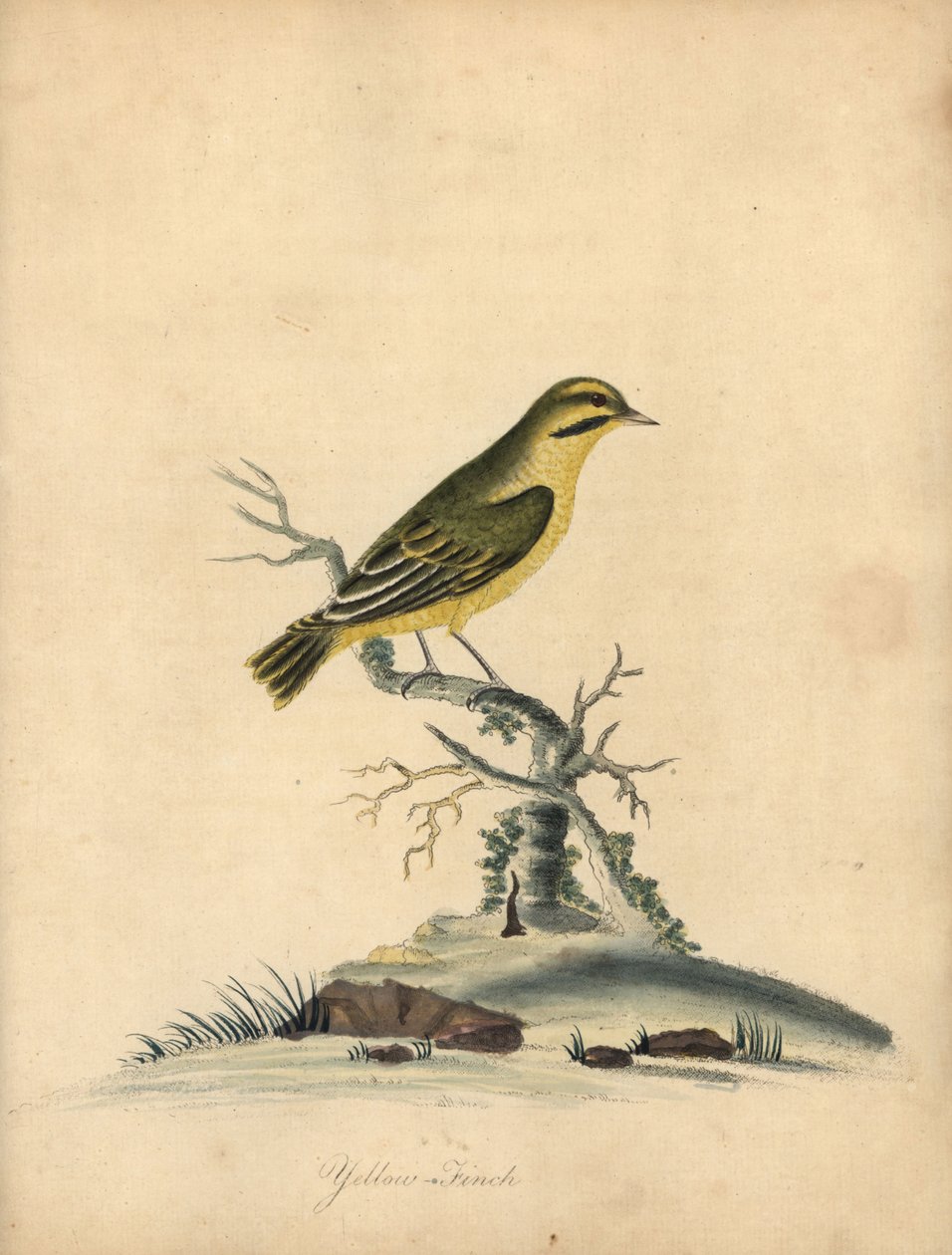 Gulfink, Fringilla butyracea. Utdöd? Handfärgad kopparstick av en illustration av William Hayes från Portraits of Rare and Curious Birds from the Menagery of Osterly Park (London: Bulmer av William Hayes