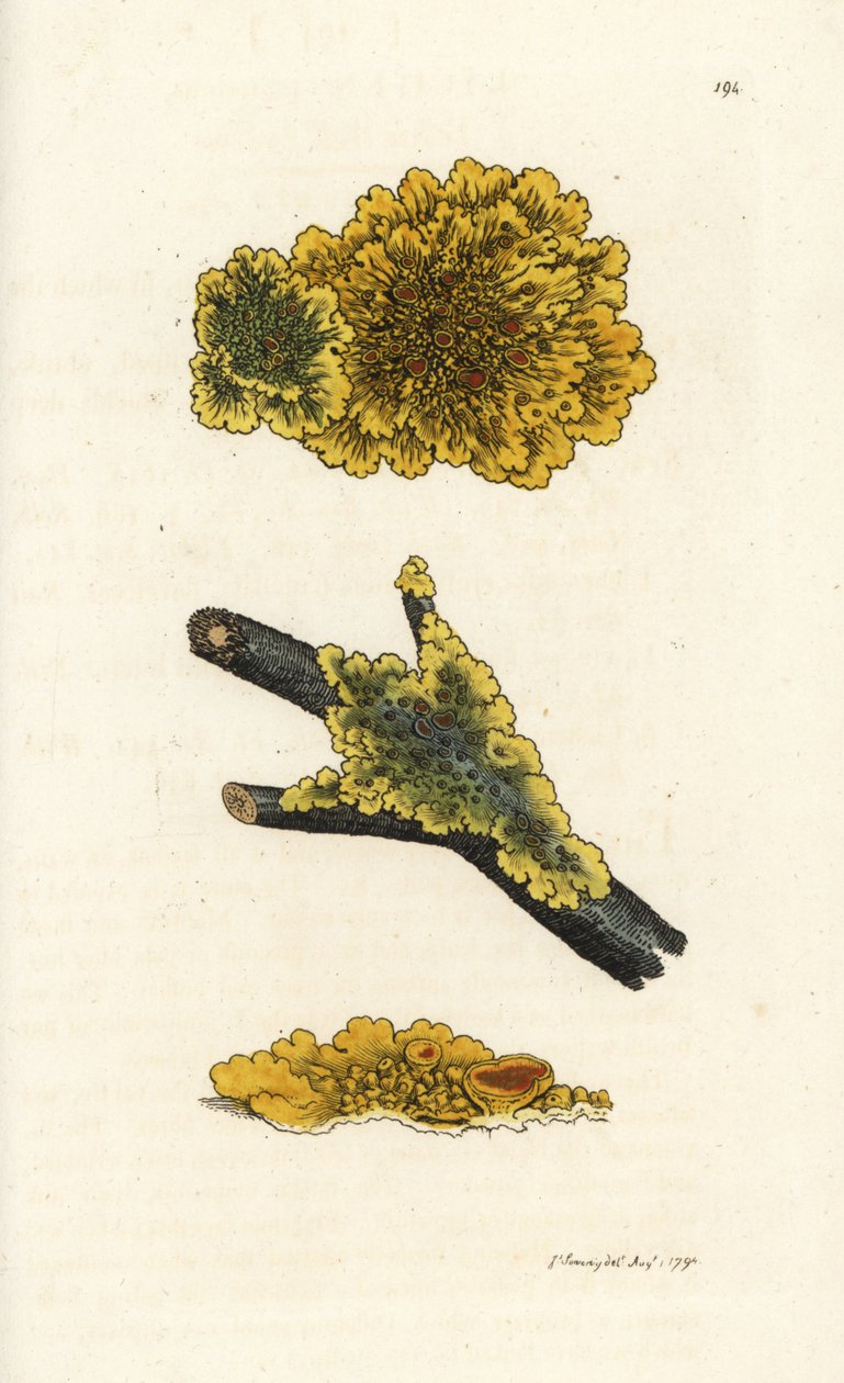 Gul vägglav, Lichen parietinus. Handkolorerad kopparstick av James Sowerby från James Smith