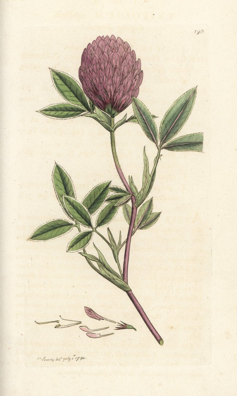 Sicksackklöver eller trefoil, Trifolium medium. Handkolorerad kopparstick av James Sowerby från James Smith