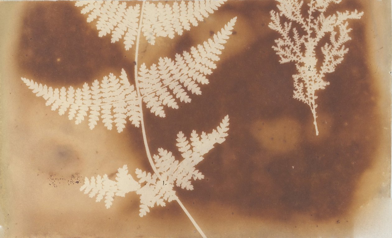 1. Förlamning. 2. Alga, 1839. av William Henry Fox Talbot