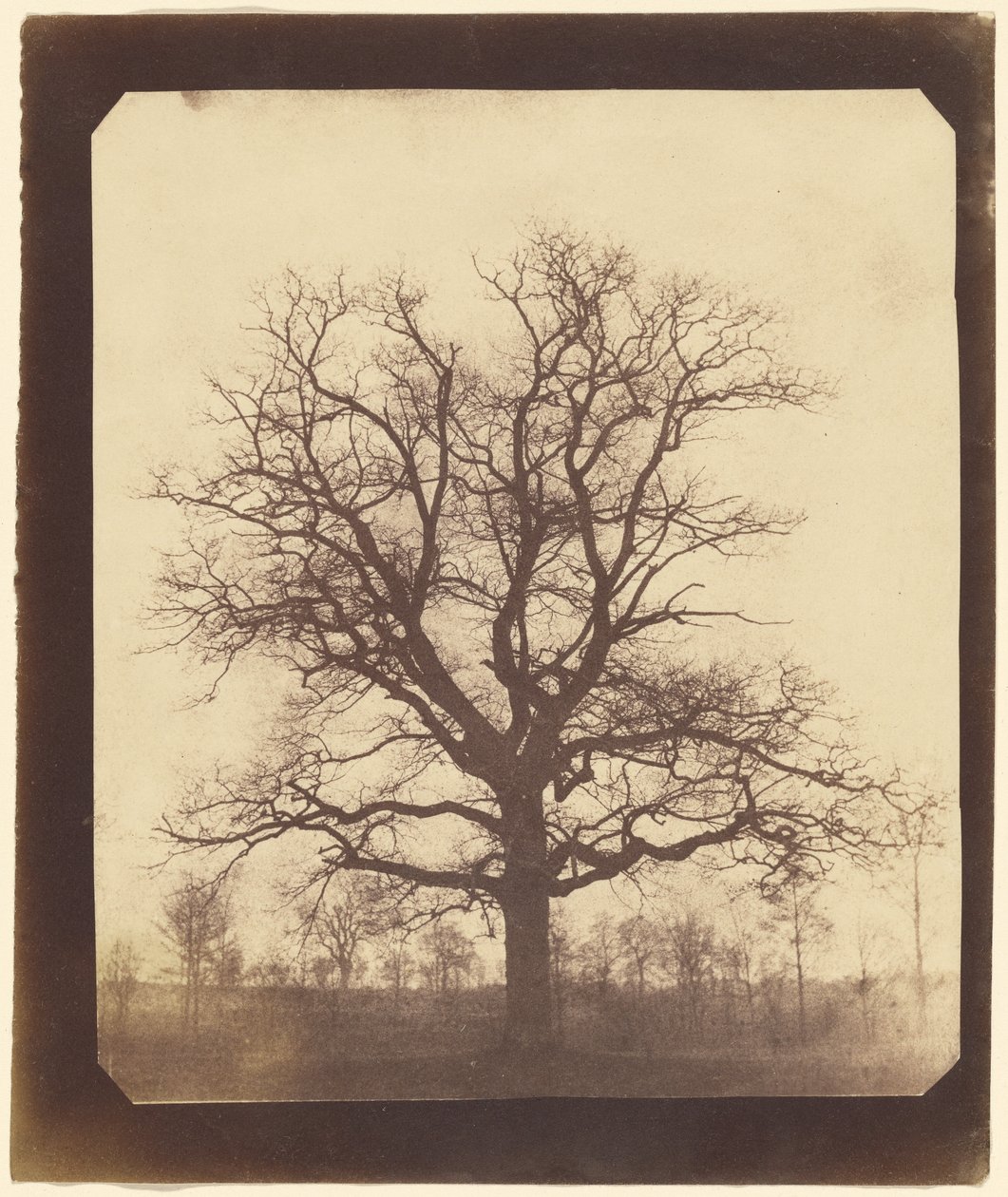 [Ett ekträd på vintern] av William Henry Fox Talbot