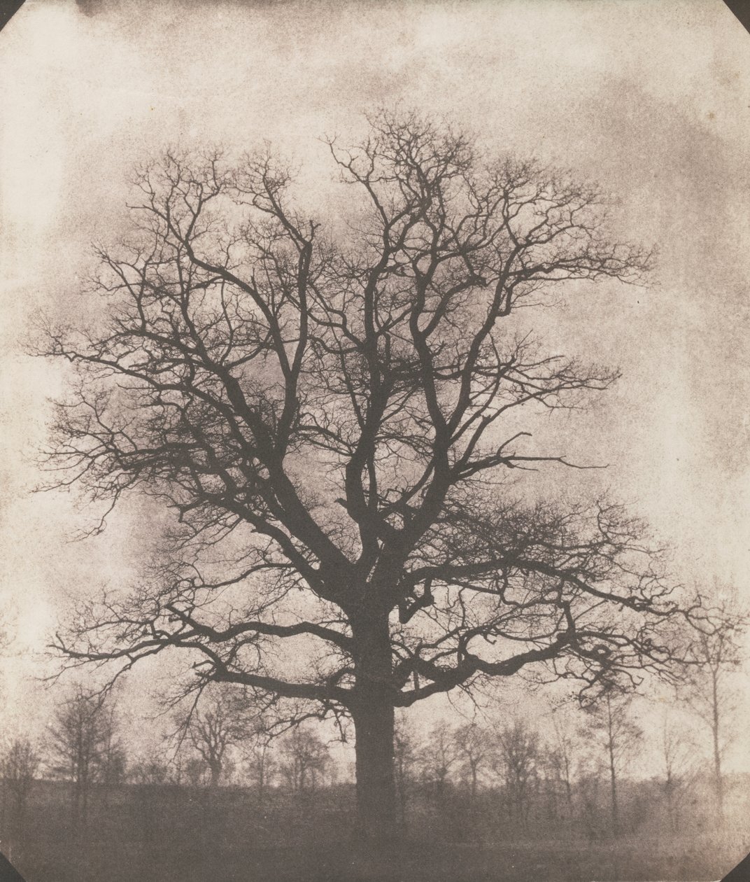 En ek på vintern, ca 1892-93 (kalotyp negativ) av William Henry Fox Talbot