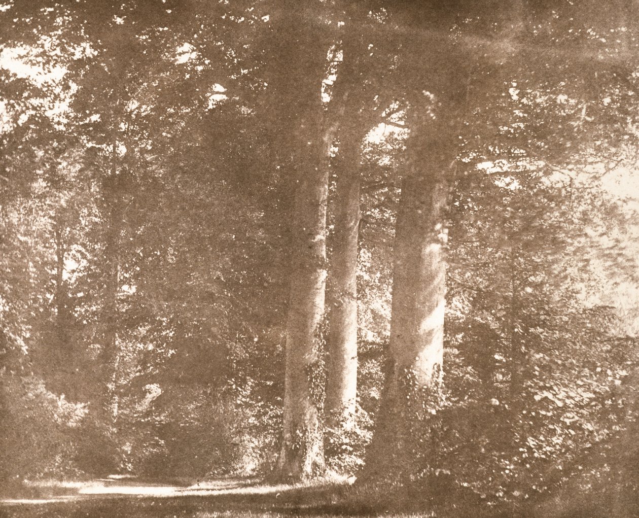 Beech Trees, Lacock Abbey, ca 1844 (sepiafoto) av William Henry Fox Talbot