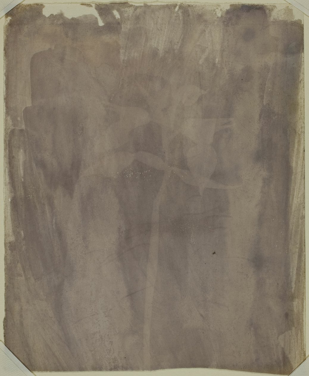 Botaniskt exemplar av William Henry Fox Talbot