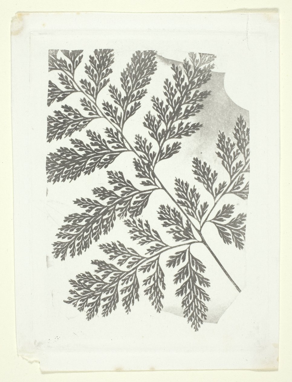 Gren av en ormbunke av William Henry Fox Talbot