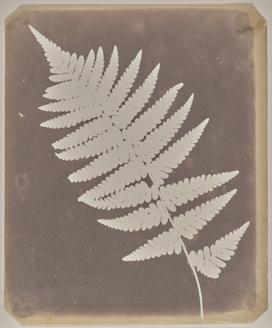 [Ormbunke] av William Henry Fox Talbot