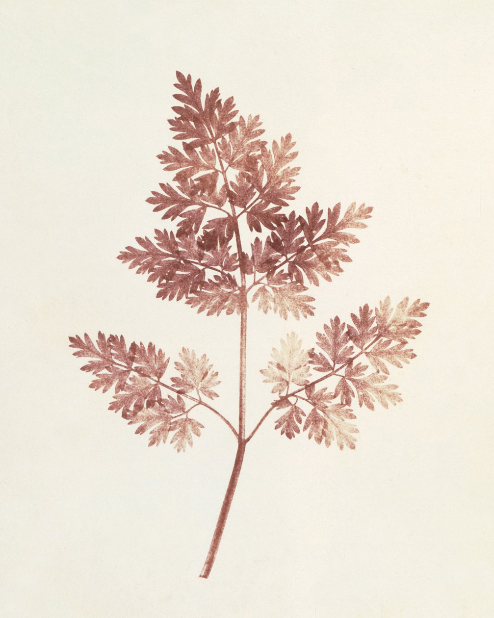 Blad av löv, 1843 av William Henry Fox Talbot