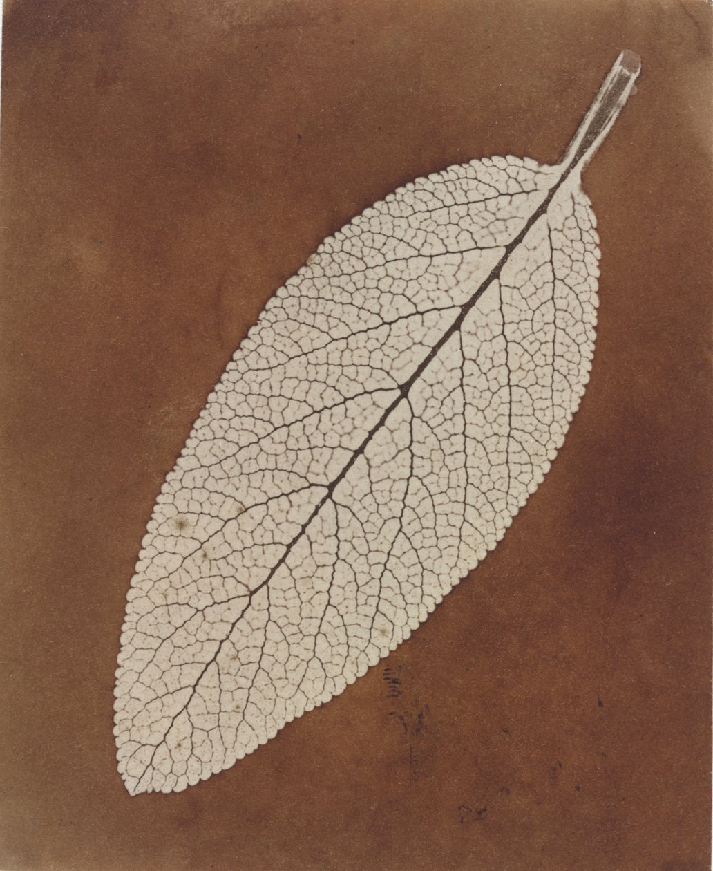 Bladstudie,1839/1840 (foto) av William Henry Fox Talbot