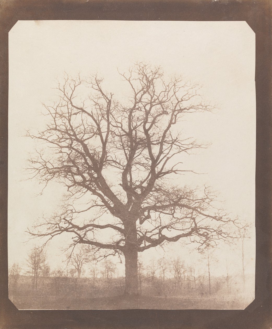 Ek på vintern av William Henry Fox Talbot