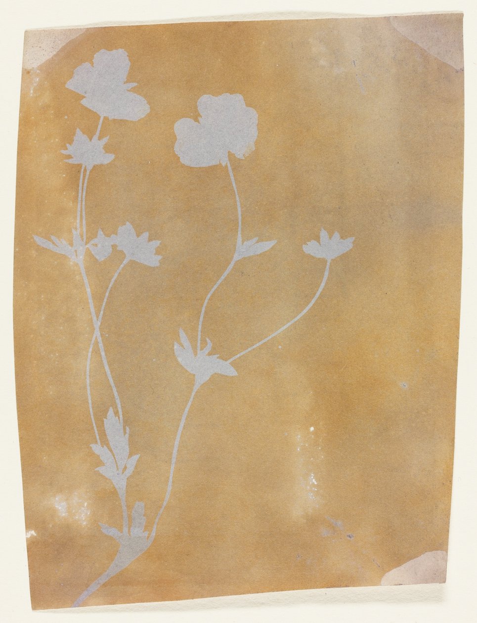 Stjälk av blad och blommor av William Henry Fox Talbot