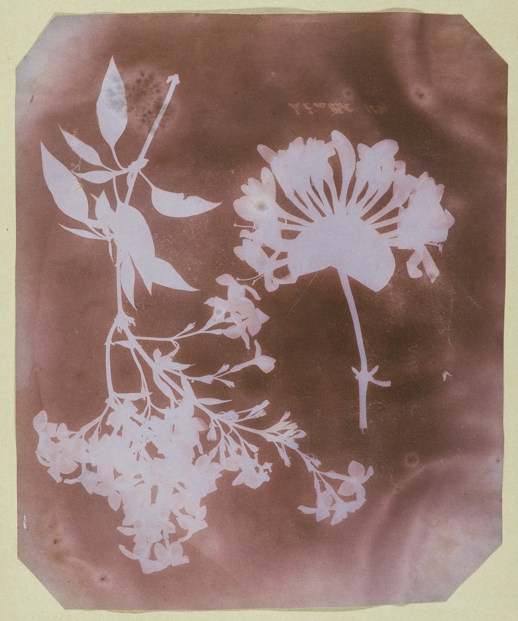 Två växtexemplar av William Henry Fox Talbot