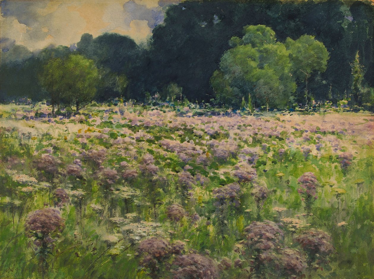 Fält av Joe Pie Weeds (Ängens stolthet) av William Henry Holmes