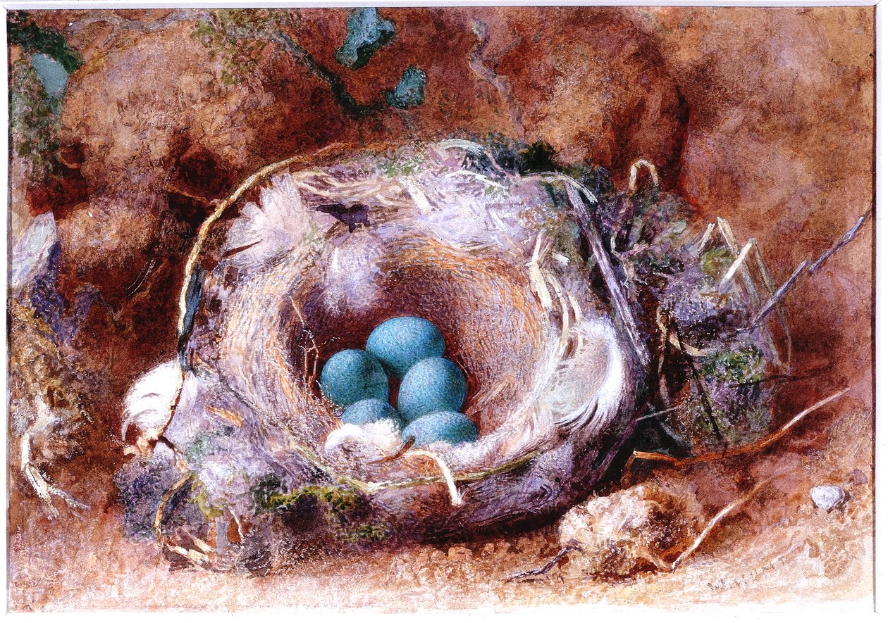 Fågelbo, ca 1825-1850 (Akvarell och gouache) av William Henry Hunt