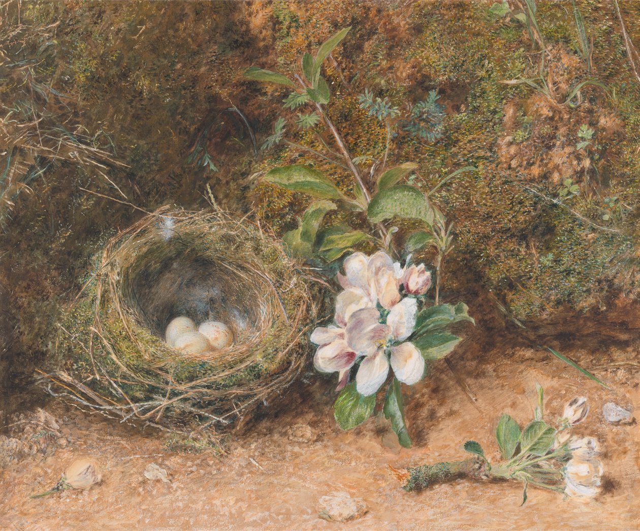 Fågelbo med sprayer av äppelblommor av William Henry Hunt