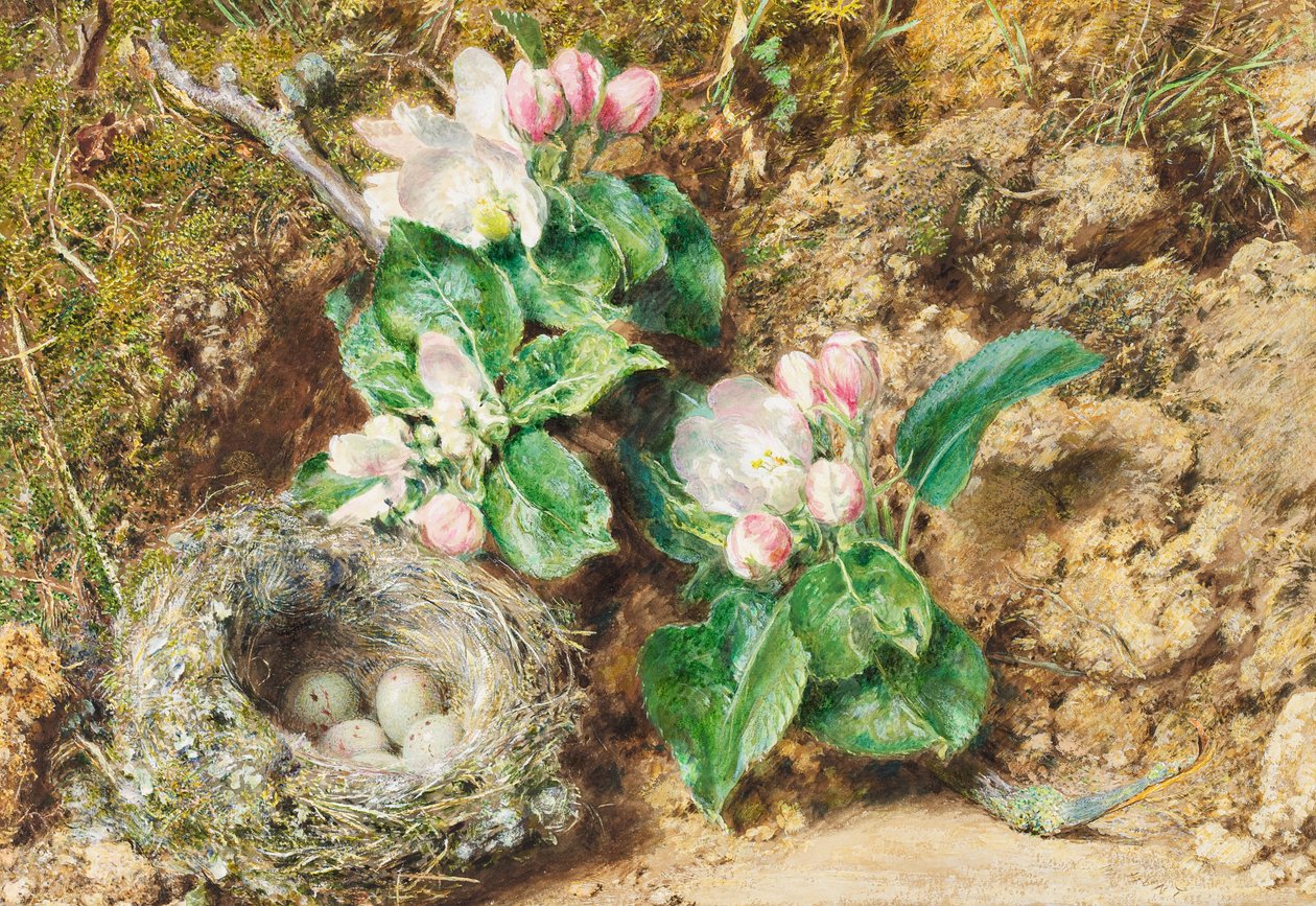 Fågelbo och äppelblom (wc på kort) av William Henry Hunt