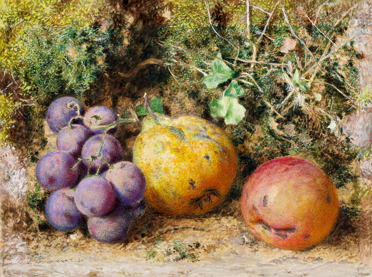 Black Grapes, Quince och Newtown Pippin, 1861 (wc på kort) av William Henry Hunt