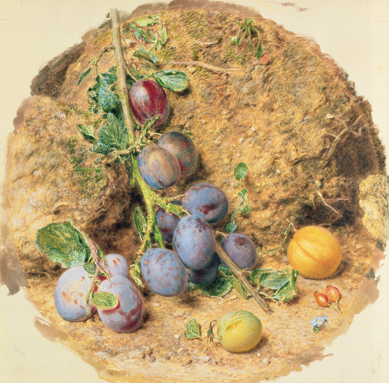 Plommon av William Henry Hunt