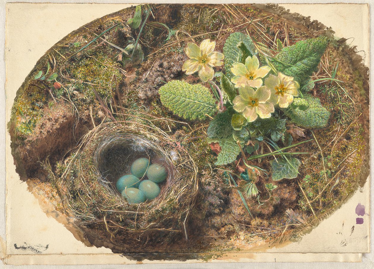Litet fågelbo av William Henry Hunt