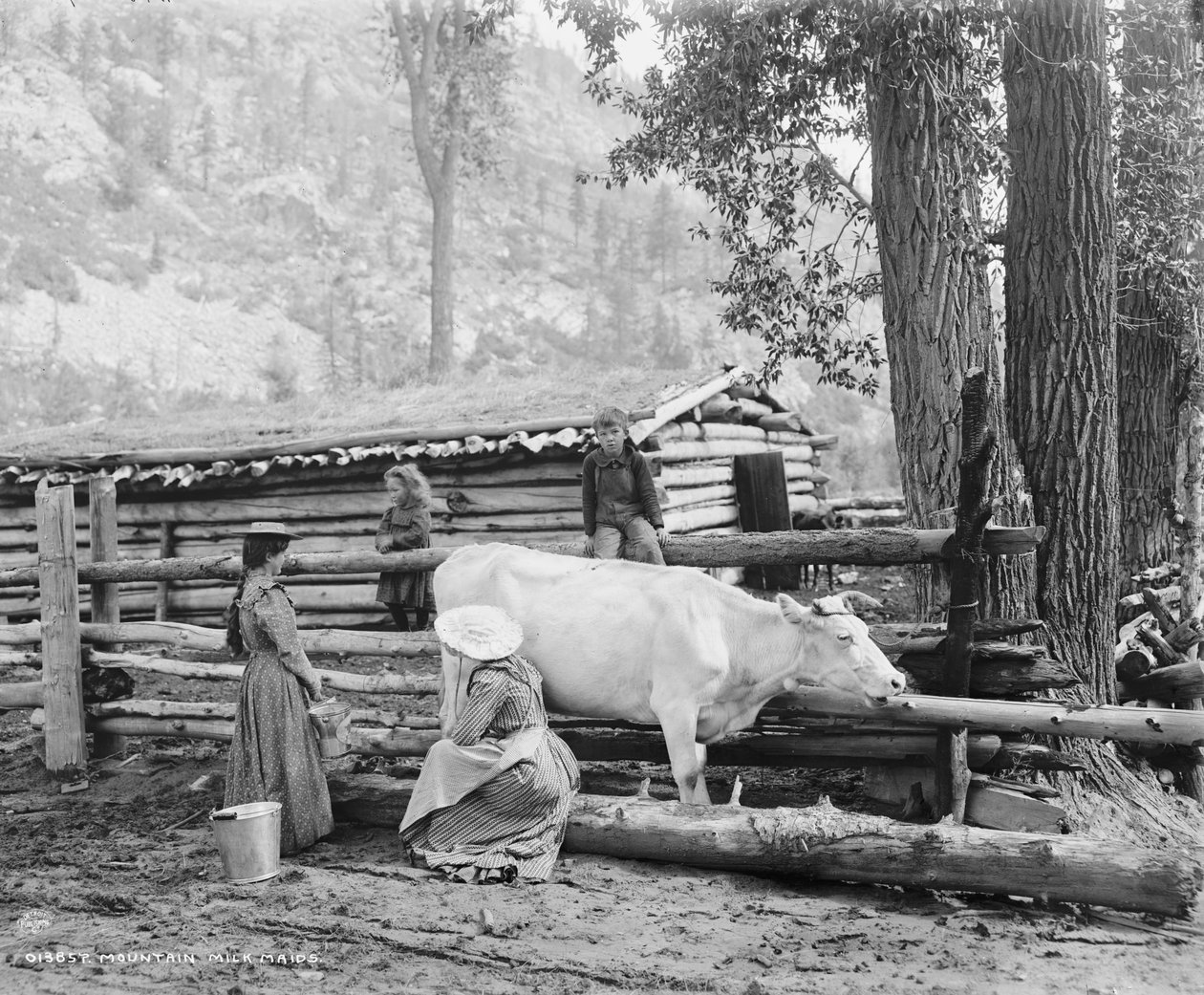 Bergsmjölkspigor i Colorado, ca 1900 (s/v foto) av William Henry Jackson