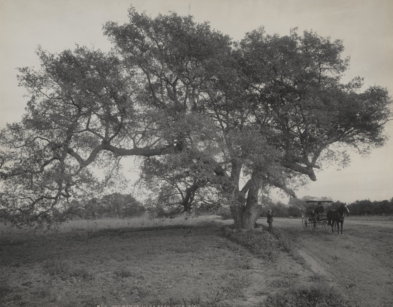Oak Grove nära Pasadena, Kalifornien av William Henry Jackson